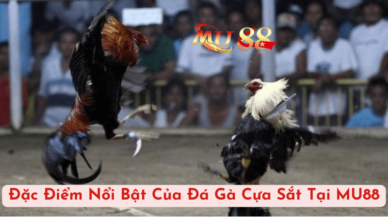 Đặc Điểm Nổi Bật Của Đá Gà Cựa Sắt Tại MU88