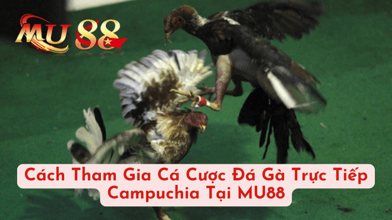 Cách Tham Gia Cá Cược Đá Gà Trực Tiếp Campuchia Tại MU88